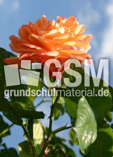 Rose-orange.jpg